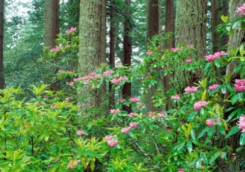 USA, California, Redwood NP. Rhododendron bushes abound in Redwood National Park, California, a World Heritage Site.
