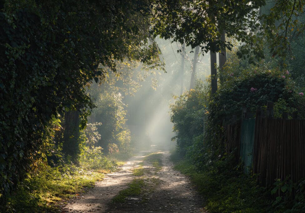 Sunlit path through lush greenery with soft morning light